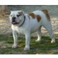 Lillyfee, englische Bulldoggen-Hündin - Hündin