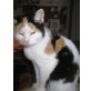 Lilo, Hauskatze - Katze