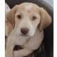 Lilo, Mischling Welpen - Hündin