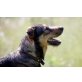 Lilo, Schäferhund Mischung Welpen - Hündin