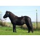 Lilo, Shetland Pony - Stute