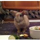 Lilo, Zwergkaninchen - weiblich