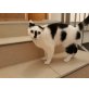Lilo und Lea, Europäische Kurzhaar - Katze