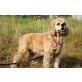 Lily, Amerikanischer Cockerspaniel - Hündin