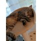 Lily, Bauernkatze  - Katze
