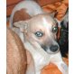 Lily, Mix - Hündin