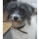 Lily, Terrier-Mix - Hündin