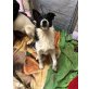 Lily, süßes Mischlingsmädchen - Hündin