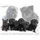 Limbo, Affenpinscher Welpen - Rüde