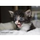 Limburgerfjord´s Calypso, Norwegische Waldkatze - Kater