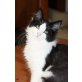 Limburgerfjord´s Haribo, Norwegische Waldkatze - Kater