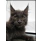 Limi, Maine Coon - Kater