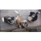 Lin, Leander, Wuschl, Shih Tzu - Rüde