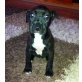 Lina, Amerikanischer Staffordshire-Terrier - Hündin