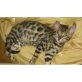 Lina, Bengalkatze - Katze