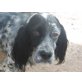 Lina, English Setter - Hündin