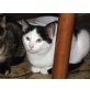 Lina, Europäische Kurzhaarkatze - Katze