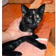 Lina, Europäische Kurzhaarkatze - Katze