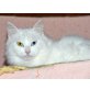 Lina, Langhaarmix - Katze