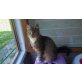 Lina, Maine Coon - Katze