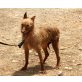 Lina, Podenco Andaluz - Hündin