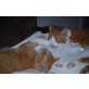 Lina & Selma, zwei rot-weiße Schwestern suchen ein Zuhause - Katze