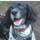 Lina, Setter-Mix - Hündin