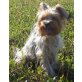 Lina, Yorkshire Terrier - Hündin