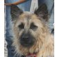 Lina, hübsche Gos d Atura-Berger de Picardie Mix - Hündin