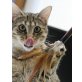 Lina, kleine Schönheit-Pflegestelle 85659 Forstern - Katze