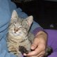 Lince, blinder - Kater