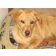 Linda 7, Labrador-Mischlingshündin - Hündin
