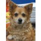 Linda 9, Corgi Mischling - Hündin