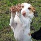 Linda (Anfängerhund) sucht tolle Familie, Ratanero-Mischling - Hündin