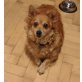 Linda, Corgi-Mischling - Hündin