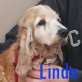 Linda, Englischer Cocker Spaniel - Hündin