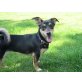 Linda, Jack-Russel-Mix-Mädchen - Hündin