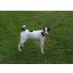 Linda, Jack-Russell-Terrier - Hündin