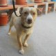 Linda, Kleiner Mix - Hündin