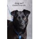 Linda, Labrador- Mischling - Hündin