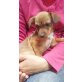 Linda, Mischling Welpen - Hündin