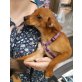 Linda, Pinscher Welpen - Hündin