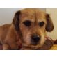 Linda, Terrier-Dackel-Mix - Hündin