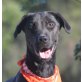 Linette, Labrador Mix - Hündin