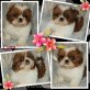 Linn, Shih Tzu Welpen - Hündin