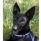 Linna, Pinscher-Schäfer-Mischling - Hündin