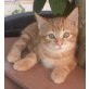Lino-Geburtsfehler rechter Hinterlauf, EKH Mischling Notfall! mit Video - Kater