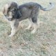 Lino, Mastin Espanol Mix Welpen - Rüde