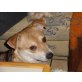 Lino, Pinscher-Spitz - Rüde