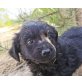 Linsey, Spaniel-Mischling Welpen - Hündin